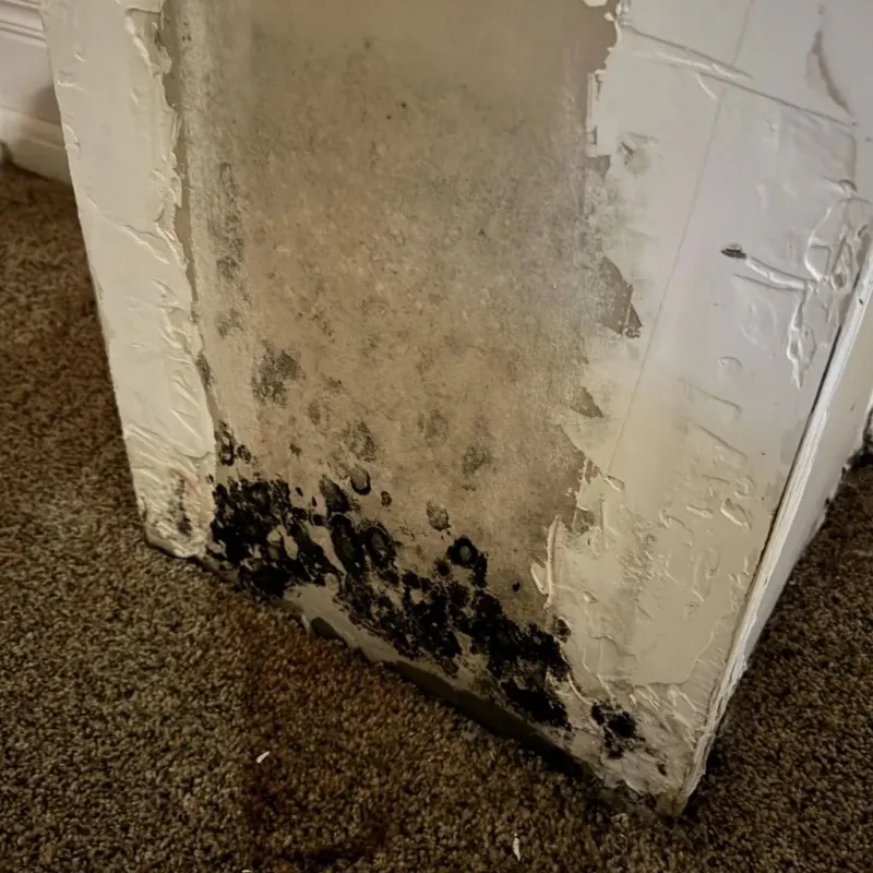 Professional Mold Removal in Pottawatomie County, KS